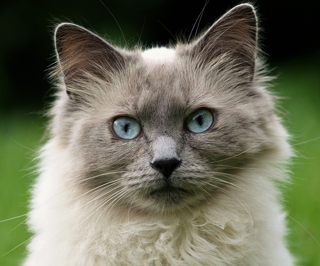kočka s pomněnkovýma očima